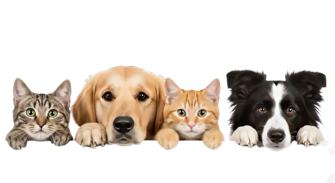 Pets